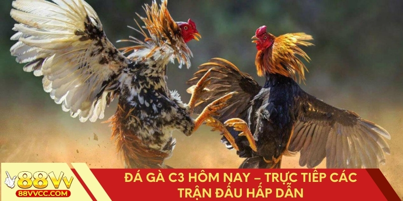 Đá Gà C3 Hôm Nay – Trực Tiếp Các Trận Đấu Hấp Dẫn