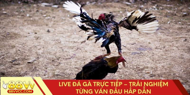Live Đá Gà Trực Tiếp – Trải Nghiệm Từng Ván Đấu Hấp Dẫn