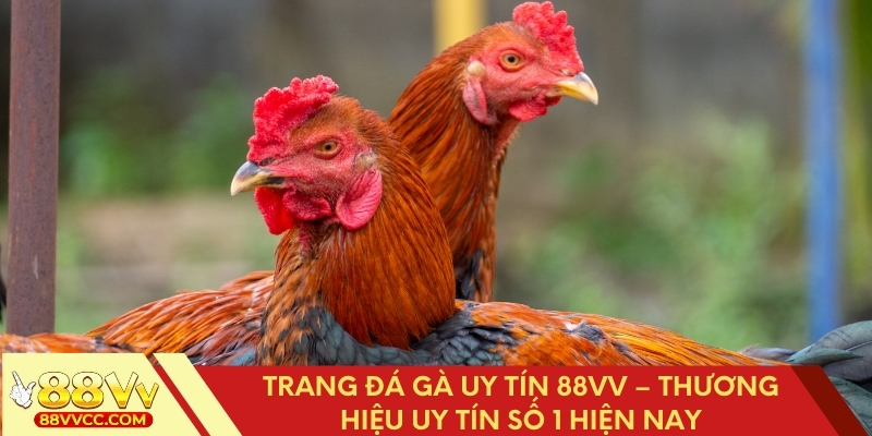 Trang Đá Gà Uy Tín 88VV – Thương Hiệu Uy Tín Số 1 Hiện Nay